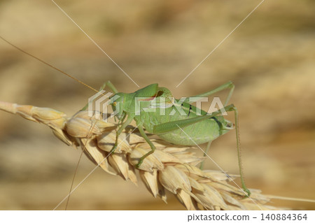 Isophya. Grasshopper is an isophy on a wheat spikelet. Isophya. Grasshopper is an isophy on a wheat spikelet. 140884364