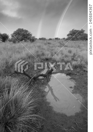 Calden forest grass landscape,  La Pampa province, Patagonia, Argentina. 140884367