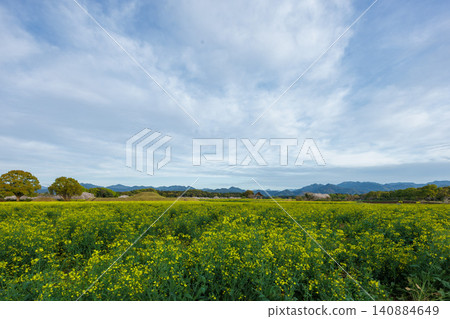 cherry blossom scenery 140884649