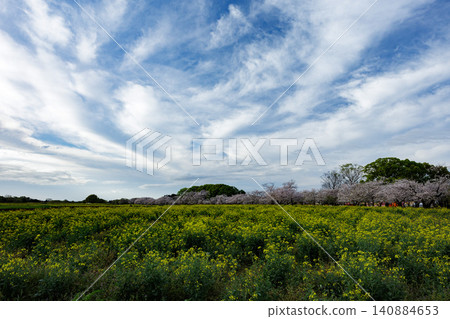 cherry blossom scenery cherry blossom scenery 140884653