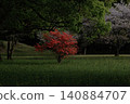 cherry blossom scenery 140884707