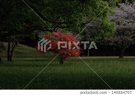櫻花風景 140884707