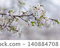 cherry blossom scenery 140884708