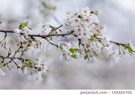 櫻花風景 櫻花風景 140884708