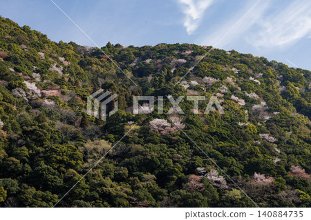 A landscape of mountain cherry blossoms in Aya Town, Miyazaki Prefecture A landscape of mountain cherry blossoms in Aya Town, Miyazaki Prefecture 140884735