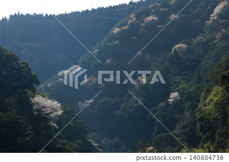 A landscape of mountain cherry blossoms in Aya Town, Miyazaki Prefecture A landscape of mountain cherry blossoms in Aya Town, Miyazaki Prefecture 140884736