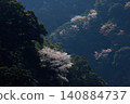A landscape of mountain cherry blossoms in Aya Town, Miyazaki Prefecture 140884737