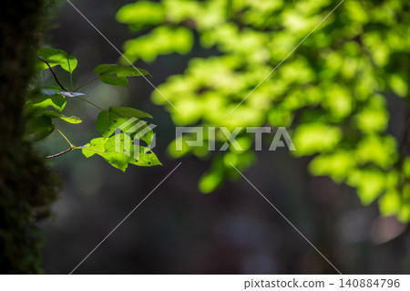 Maple leaves, branches, backlighting, warm light, green bokeh background, mountain forest, light and shadow, plant landscape close-up Maple leaves, branches, backlighting, warm light, green bokeh background, mountain forest, light and shadow, plant landscape close-up 140884796