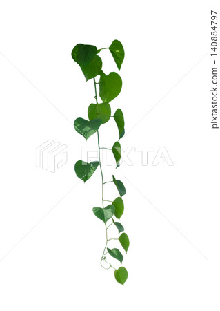 vine frame leaf vine circle Isolate on transparent background PNG file vine frame leaf vine circle Isolate on transparent background PNG file 140884797