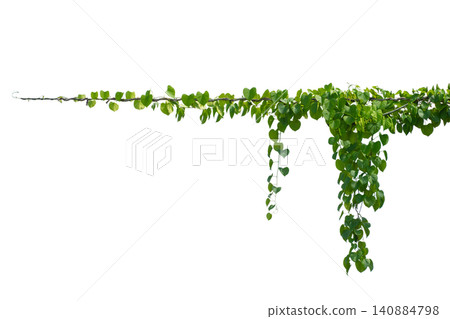 vine frame leaf vine circle Isolate on transparent background PNG file 140884798