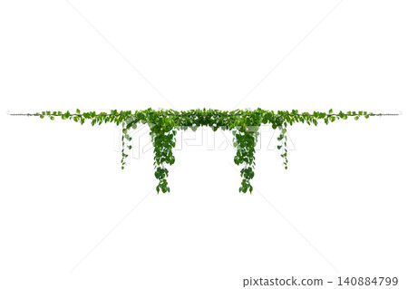 vine frame leaf vine circle Isolate on transparent background PNG file 140884799