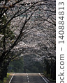 cherry blossom scenery 140884813