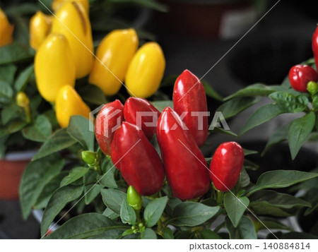 The red and yellow fruits of chili peppers The red and yellow fruits of chili peppers 140884814