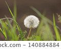  Dandelion 140884884