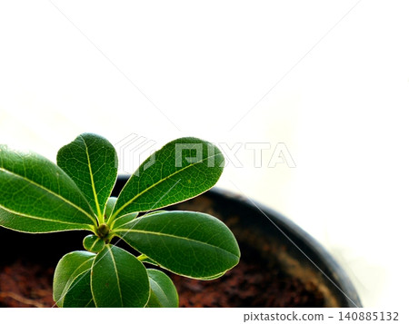 房間裡的小型盆栽植物 房間裡的小型盆栽植物 140885132