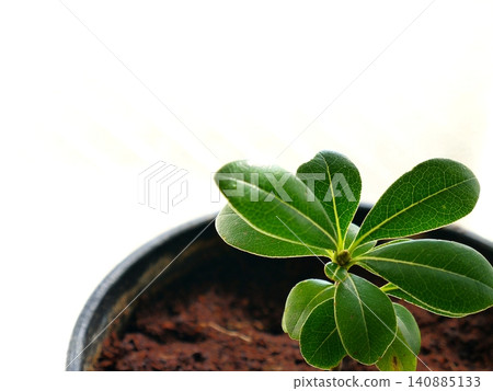房間裡的小型盆栽植物 房間裡的小型盆栽植物 140885133