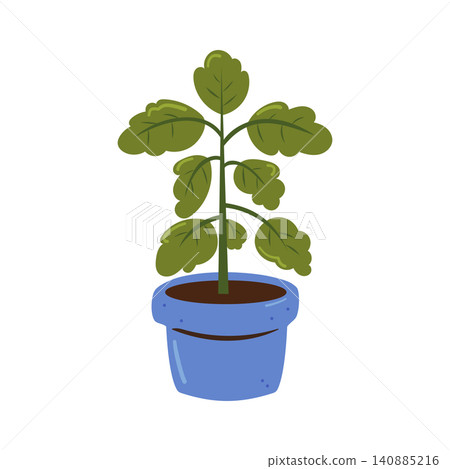 Potted Basil Plant for Indoor Herb Gardening and Home Cultivation Potted Basil Plant for Indoor Herb Gardening and Home Cultivation 140885216