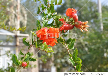 Pomegranate flowers blooming at the Tepe Siark archaeological site in Kashan, Iran. Pomegranate flowers blooming at the Tepe Siark archaeological site in Kashan, Iran. 140885328