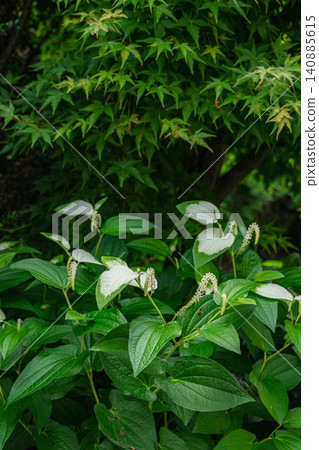 White-tinged Hangesho and fresh green maple leaves in early summer White-tinged Hangesho and fresh green maple leaves in early summer 140885615