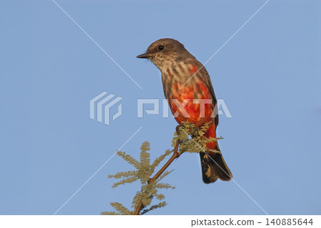 Vermilion Flycatcher male perched, La Pampa, Patagonia, Argentina Vermilion Flycatcher male perched, La Pampa, Patagonia, Argentina 140885644