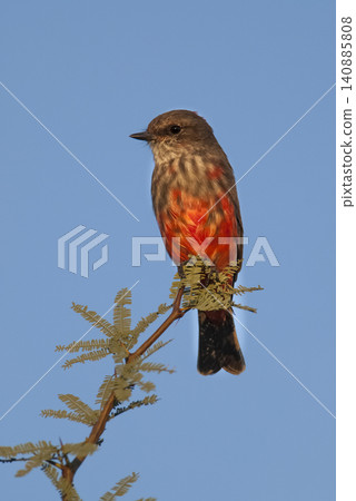 Vermilion Flycatcher male perched, La Pampa, Patagonia,  Argentina 140885808