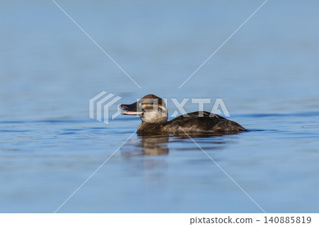 Lake Duck in Pampas Lagoon environment, La Pampa Province, Patagonia , Argentina. Lake Duck in Pampas Lagoon environment, La Pampa Province, Patagonia , Argentina. 140885819