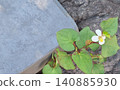 一張岩石和魚腥草花的照片。 140885930
