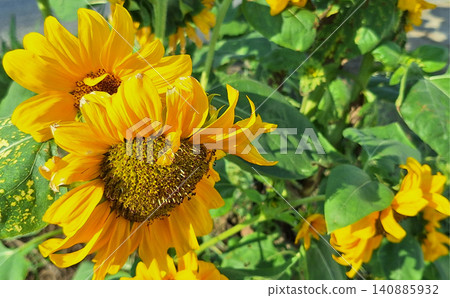 夏季盛開的向日葵照片 夏季盛開的向日葵照片 140885932