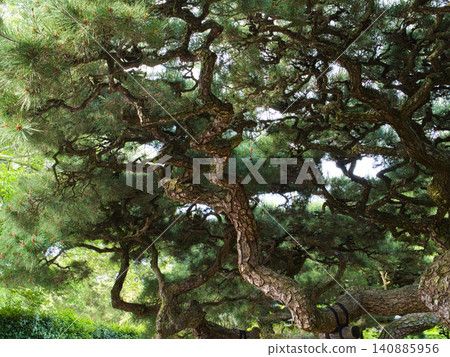 Big pine Big pine 140885956