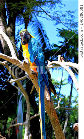 Blue and gold macaw perched on sunlit tropical branch with vibrant plumage and long tail Blue and gold macaw perched on sunlit tropical branch with vibrant plumage and long tail 140886081