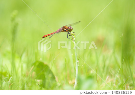 A dragonfly, *Sympetrum parvulum*, found in the mountainous regions of Hokkaido, resting on a summer grassland. (Insect image) A dragonfly, *Sympetrum parvulum*, found in the mountainous regions of Hokkaido, resting on a summer grassland. (Insect image) 140886139