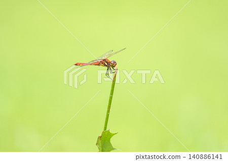 一隻生活在北海道山區的小蜻蜓（*Sympetrum parvulum*）棲息在夏季草地上。 （昆蟲圖片） 140886141
