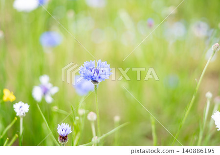 [Toneri Park] Close-up of cornflowers 140886195