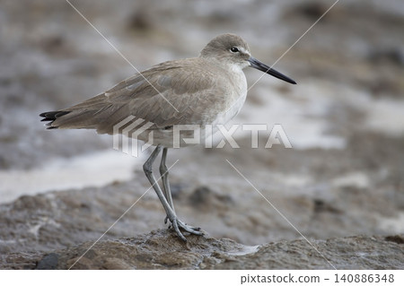 Willet, Tringa semipalmata, close view Willet, Tringa semipalmata, close view 140886348