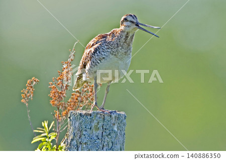 Wilson's Snipe, Gallinago delicata, display from post Wilson's Snipe, Gallinago delicata, display from post 140886350