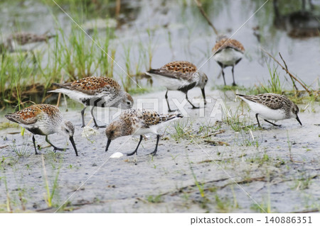 Flock of Dunlin, Calidris alpina, with mixed waders 140886351