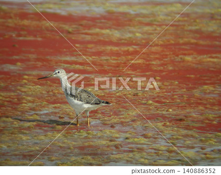 Greater Yellowlegs, Tringa melanoleuca, in sewage lagoon Greater Yellowlegs, Tringa melanoleuca, in sewage lagoon 140886352