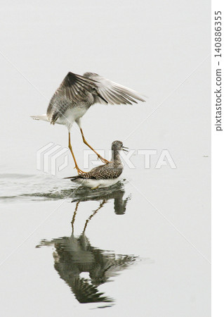 Vertical of Lesser Yellowlegs, Tringa flavipes, aggressive behavior Vertical of Lesser Yellowlegs, Tringa flavipes, aggressive behavior 140886355