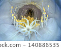 The mystical flower known as "Queen of the Night" (Epiphyllum oxypetalum) is said to bloom for only one night. 140886535