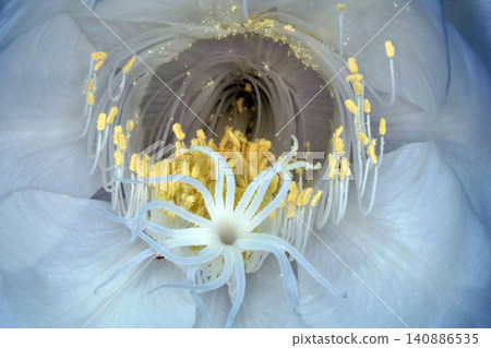The mystical flower known as "Queen of the Night" (Epiphyllum oxypetalum) is said to bloom for only one night. The mystical flower known as "Queen of the Night" (Epiphyllum oxypetalum) is said to bloom for only one night. 140886535