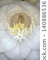 The mystical flower known as "Queen of the Night" (Epiphyllum oxypetalum) is said to bloom for only one night. 140886536