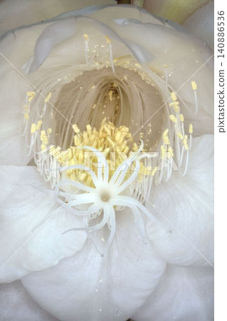 The mystical flower known as "Queen of the Night" (Epiphyllum oxypetalum) is said to bloom for only one night. The mystical flower known as "Queen of the Night" (Epiphyllum oxypetalum) is said to bloom for only one night. 140886536