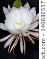 The mystical flower known as "Queen of the Night" (Epiphyllum oxypetalum) is said to bloom for only one night. 140886537