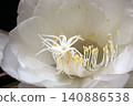 The mystical flower known as "Queen of the Night" (Epiphyllum oxypetalum) is said to bloom for only one night. 140886538