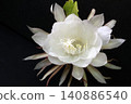 The mystical flower known as "Queen of the Night" (Epiphyllum oxypetalum) is said to bloom for only one night. 140886540