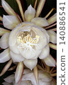 The mystical flower known as "Queen of the Night" (Epiphyllum oxypetalum) is said to bloom for only one night. 140886541