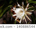 The mystical flower known as "Queen of the Night" (Epiphyllum oxypetalum) is said to bloom for only one night. 140886544