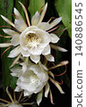 The mystical flower known as "Queen of the Night" (Epiphyllum oxypetalum) is said to bloom for only one night. 140886545