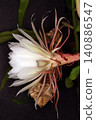 The mystical flower known as "Queen of the Night" (Epiphyllum oxypetalum) is said to bloom for only one night. 140886547