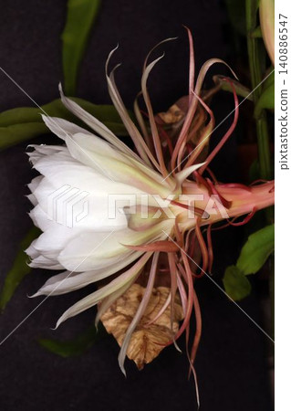 The mystical flower known as "Queen of the Night" (Epiphyllum oxypetalum) is said to bloom for only one night. The mystical flower known as "Queen of the Night" (Epiphyllum oxypetalum) is said to bloom for only one night. 140886547